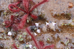 Utricularia brachyceras