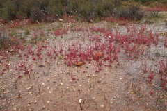Drosera alba