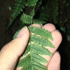 Leptogramma tottoides