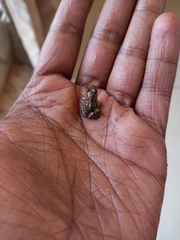 Phrynobatrachus minutus