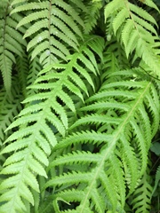 Phegopteris decursive-pinnata