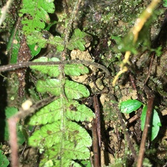 Leptogramma tottoides