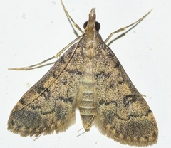 Dolicharthria bruguieralis