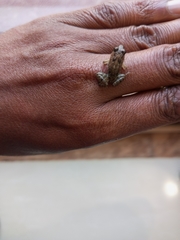 Phrynobatrachus minutus