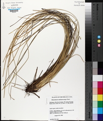 Eleocharis melanocarpa