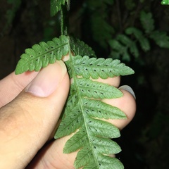 Leptogramma tottoides