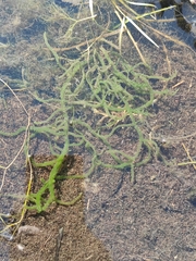 Draparnaldioides baicalensis