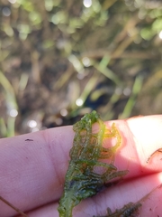 Draparnaldioides baicalensis