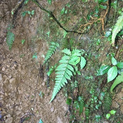 Leptogramma tottoides