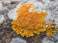 Xanthoria calcicola