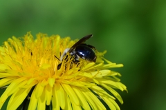 Andrena vaga