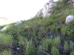 Pentameris curvifolia