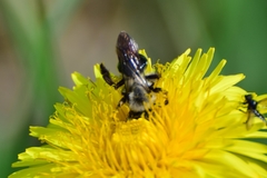 Andrena vaga
