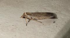Tathorhynchus exsiccata