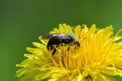 Andrena vaga