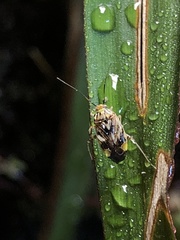 Lygus lineolaris