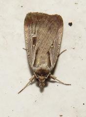 Tathorhynchus exsiccata
