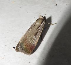 Tathorhynchus exsiccata