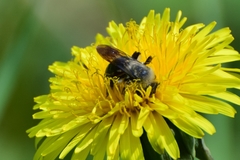 Andrena vaga