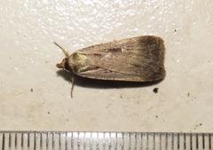 Tathorhynchus exsiccata