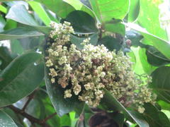 Antidesma venosum