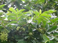Antidesma venosum