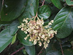 Antidesma venosum