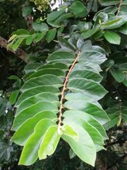Antidesma venosum