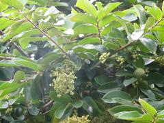 Antidesma venosum