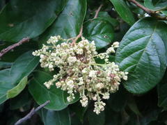 Antidesma venosum