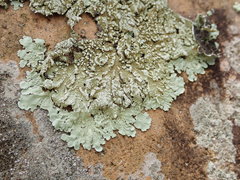 Flavoparmelia soredians