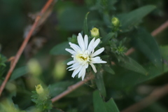 Asteraceae