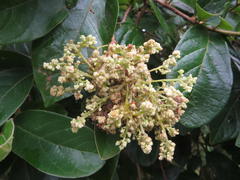 Antidesma venosum