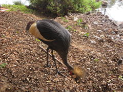 Balearica regulorum regulorum