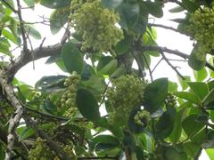 Antidesma venosum