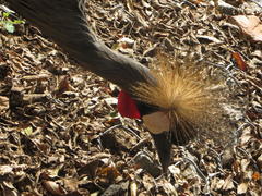 Balearica regulorum regulorum