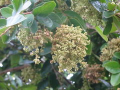 Antidesma venosum