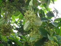 Antidesma venosum