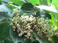 Antidesma venosum