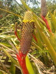 Aechmea pineliana