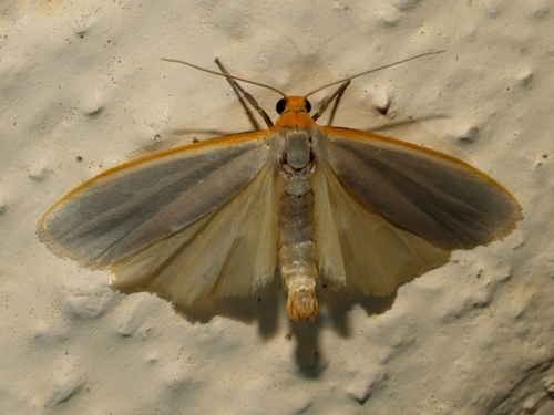 Hoary Footman
