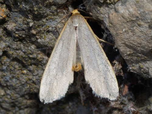 Hoary Footman