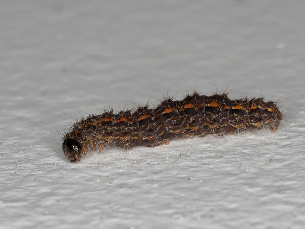 Hoary Footman