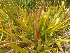 Aechmea pineliana