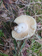 Russula violeipes