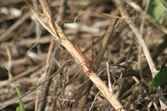 Sympetrum meridionale