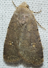 Caradrina flavirena