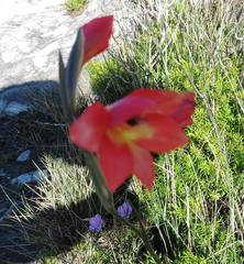 Gladiolus priorii