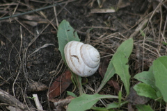 Caucasotachea vindobonensis