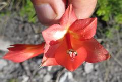 Gladiolus priorii
